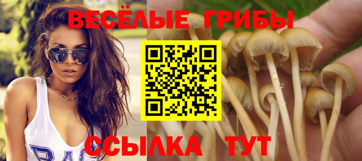 Псилоцибиновые грибы Psilocybine cubensis Корсаков