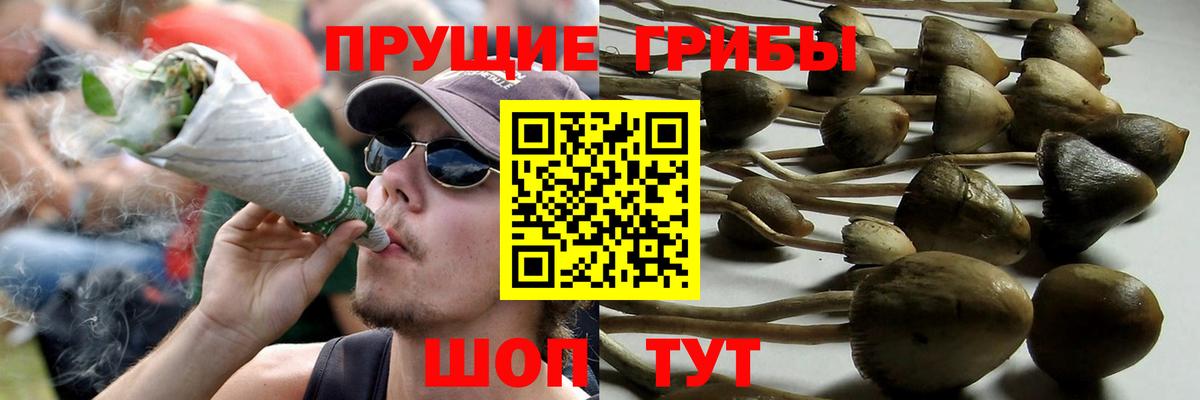 Псилоцибиновые грибы GOLDEN TEACHER  даркнет сайт  Корсаков  Вход с VPN 